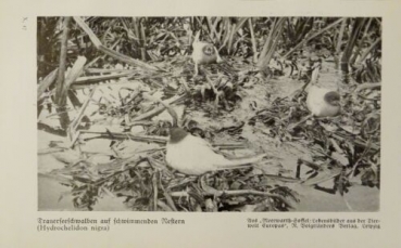 1926 - Trauerseeschwalben / Eissturmvogel - alter Druck